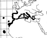 Phycis phycis_mapa.jpg